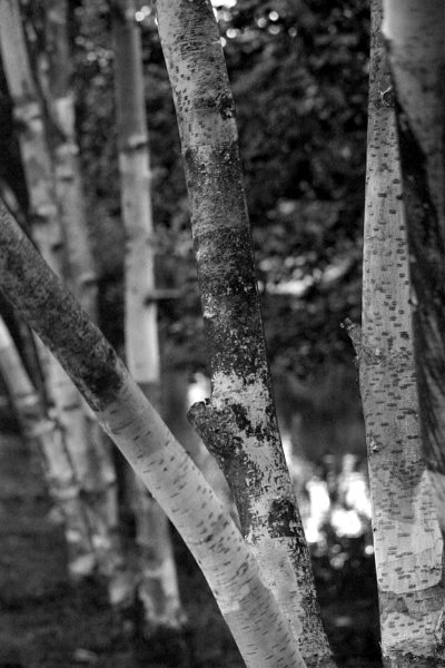 Black and white_0016